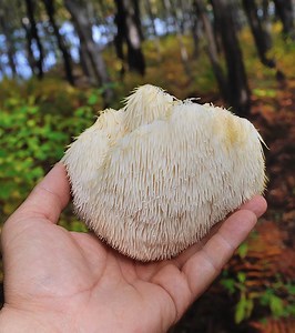 What Is Lion’s Mane Mushroom? Nutrition, Benefits, And More!