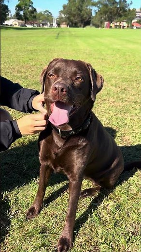 QuickFit Airtag Collar – Track Your Dog in Style