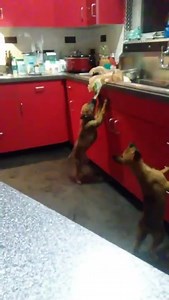 4.2K views · 113 reactions | Team Work - Mohawks Malinois - World Class Belgian Malinois - Our Dogs Get The Job Done - Bowling Green, Kentucky - Veteran Owned - Waiting List 2025 - In Home Born and Raised NOT in a Kennel | Mohawks Malinois | Facebook