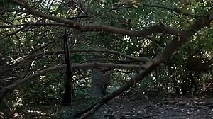 Ruckus PG 1981 ‧ Drama/Thriller ‧ 1h 33m A quiet Green Beret veteran (Dirk Benedict) responds accordingly to rudeness in a Southern county. Welcome to the movies and television