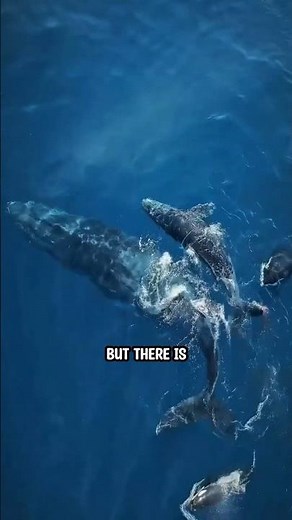 How Orcas Hunt Baby Whales?