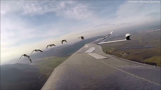Man who became mother goose flies microlight plane with geese