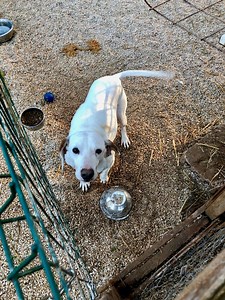 Croatian Dog Shelter Posts “No Vacancies” Sign - Total Croatia