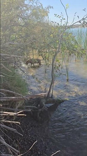 My lady goes skinny dipping
