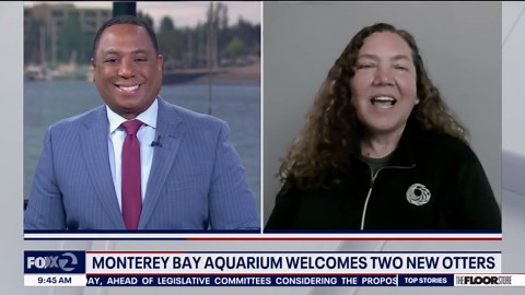 Monterey Bay Aquarium welcomes two new otters