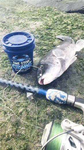 TOG Fishing In 🎃 Sand fleas Catching a peace of mind in Atlantic city NJ. #FishTrap ￼￼￼#jettyfishing #triplebangin 🐟TIDE TIMES for Friday 10/31/25 Atlantic City, NJ. Next high tide : 3:36 pm Next low tide : 9:14 am Sunset today : 5:57 Sunrise tomorrow : 7:25 ONESTOP Bait & Tackle 414 Atlantic Avenue Atlantic City NJ 08401 ☎️609-363-BASS￼ ￼#TripleBANGIN ￼#BigFish￼ #AC #OnFire ￼#ONESTOP #Hotandheavy #Jettyfishing￼￼￼ ￼￼#ACFishisBANGIN #Striperbass ￼￼#AC1FISHING#ONESTOPisBANGIN #Tjetty #FishTrap #