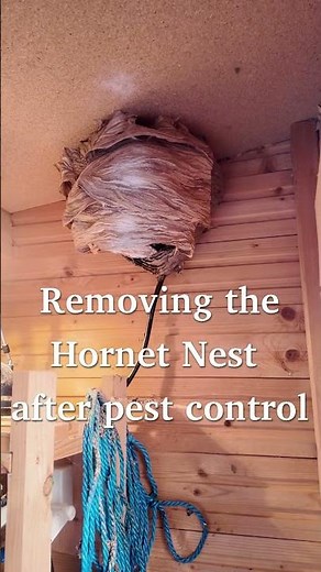 Satisfying Pest Control: Hornet Nest Removal 🐝😭 #shorts