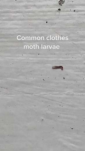 Identifying Common Clothes Moth Larvae in Your Wardrobe