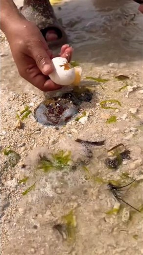 America Can’t Stop Watching This Giant Squid Catch! 🔥🦑 #viral #fishing #fish