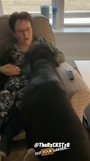 Rockstar Dog Voiceover Comedy Mashup