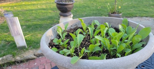 Spring has sprung. Here are some tips to get your garden started