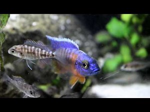 Cichlid Fish Room Aquarium Tour - Room 2
