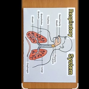 Diagram of the Human Respiratory SystemThe image shows a diag... | Filo