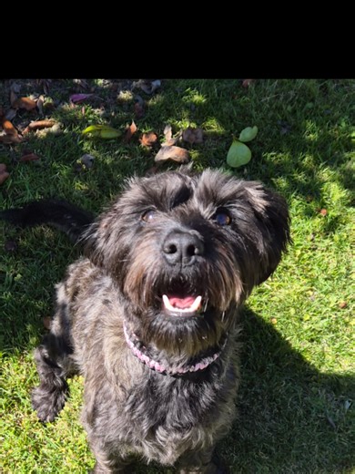 Meet my product testers: Gunner & Poppy. New paracord sets fresh off the workbench 🐾 Gunner showing off his new collar and lead, while little Poppy rocks her pink collar 💕 #ParacordDogCollars #HandmadeDogGear #DogCollar #DogLead #DogAccessories