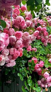 The most peaceful garden you’ve ever seen — watch now 🌸🌿