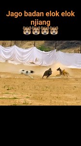 Race dogs vs pigs @sorotan #wildboar #hunting #berburu #hama #hamababi #babihutan #hamapetani #fyp | Patovang Putra