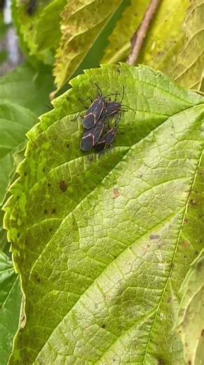 Box elder bugs