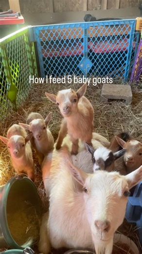 Feeding routine for our goat quintuplets
