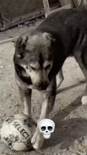 Simba play games ⚽️😎