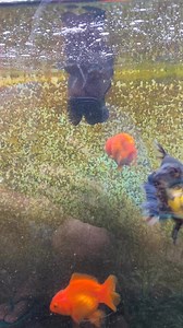 11K views · 119 reactions | SBD (swim bladder disease) #fbreels #pond #soon #fb #goldfishkeepers #tips #breeders #reels #sbd #sickfish #sick | Mj Aquatics Bulingit Line | Facebook