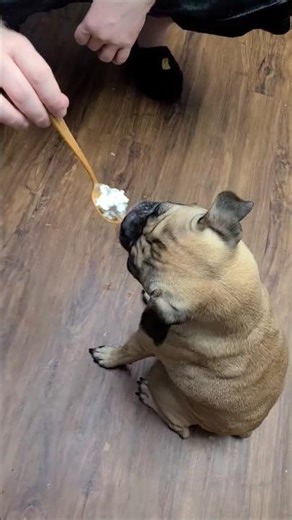 Fenris Whipped Cream Treat (Sunday December 6 2020, 9:15 pm)