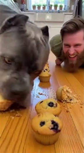 **“Dog vs Human Muffin Race 😂