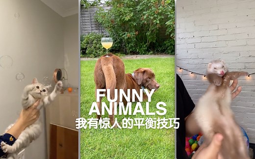 FUNNY ANIMALS 动物搞笑合集