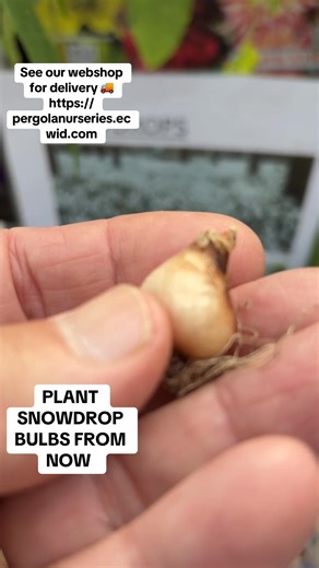 #add WEB-SHOP https://pergolanurseries.ecwid.com SNOWDROP BULBS ,plant from now in lawns ,beds ,rockeries and pots for very early late winter and spring flowers SPRING FLOWERING BULBS HAVE ARRIVED! Available in WEBSHOP https://pergolanurseries.ecwid.com ALL IRELAND DELIVERY 🚚 32 Counties Pergola Nurseries Garden Corner, Virginia, Co Cavan “A gardeners oasis of quality plants “ Open Tuesday to Saturday 10.3-5 Open Sundays 2-5 #fyp #flowerbulbs #gardenideas #garden | Pergola Nurseries Garden Corn