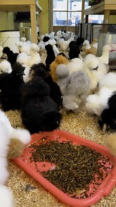 2.1M views · 61K reactions | ➡️➡️➡️ … you get the idea. That’s the magic of Chicken Math — numbers grow faster than you can count! And before anyone asks… nope, these beauties aren’t for sale ❤️ #ChickenMath #BackyardChickens #FlockLife #SilkieLove #PoultryAddict #ChickenHumor #NotForSale | Red Barn Silkies | Facebook