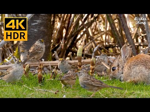 Cat TV for cats to watch 📺 Beautiful birds and bunny 🐰 Cute baby geese 🐣(4K HDR)
