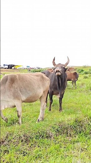 🔥 Ox vs Bull – The Ultimate Power Battle ⚡ #cow