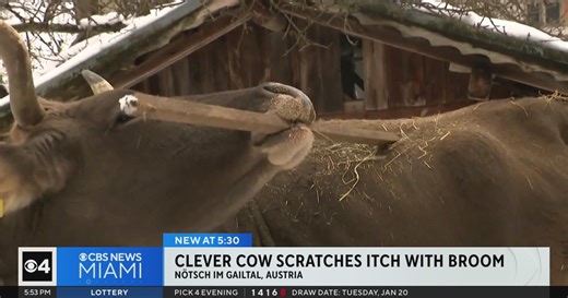 Austrian cow goes viral for learning how to use broom to scratch itself