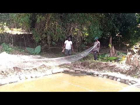 When to Net a Pond| Procedure for Netting an Earthen Pond