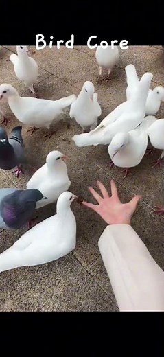 Bird Core #animals #birds #compilation #shorts #funny #cute #yt