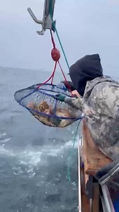 1.5K views · 1.8K reactions | Dungies coming in hot with the Ambush hoop net : @california.dawn #dungeness #crab #norcal #sportfishing #crabseason #crabbing #Promar #ambush #hoopnet #Captain #CaliforniaDawn #SanFrancisco #Monterey #FortBragg #California | Promar & Ahi USA | Facebook