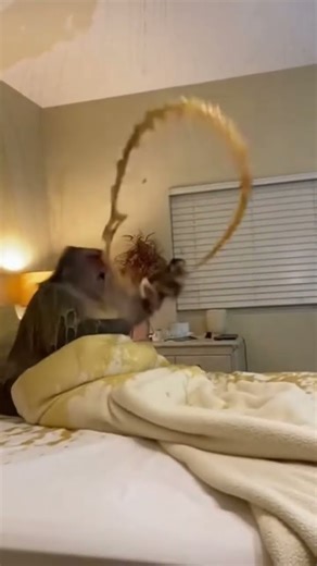 Rocket monkey 🐒🚀#shortsviral #shorts #soraai #monkey #sora