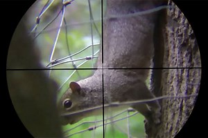 'Barking Squirrels,' an Old Mountain Man Hunting Trick, Is as Cool as It Gets