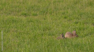 Two wild rabbits eating grass in a field. Green grassland pasture. Wild bunny in rural agriculture area. Green meadow in countryside. Static shot, slow motion, shallow depth of field