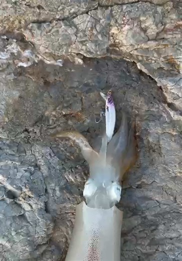 Calamari Fishing Techniques for Success