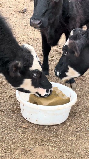 Three Cows Sharing a Salt Block
