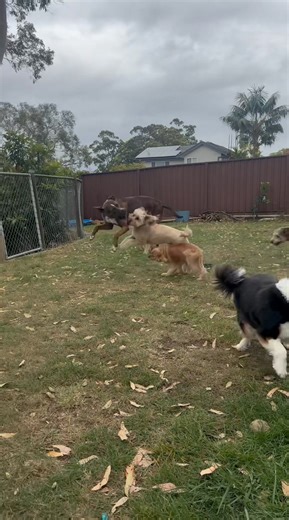 The weekly run around😁🐶🐾🐕 #wagntails #doggydaycare #wagntailsengadine #wagntailsdogdaycare #dogs #dogboarding #tinytuesday #dogboardingbusiness #engadine #doggyadventures #dogdaycarelife #dogsitter #dogsittingservice #dogwalking #doggrooming #doggroomer #wagntailsgrooming | Wag”n Tails Dog Daycare