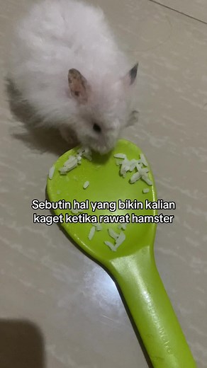 Hamster Makan Segalanya: Kagetnya Perawatan Hamster