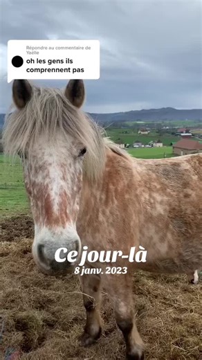 Sauvetage des chevaux abandonnés : un acte nécessaire