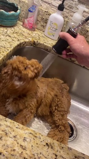 Finn the Doodle ✨❤️ on TikTok