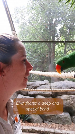 7K views · 120 reactions | Elvis, our 11-year-old Eclectus parrot,...