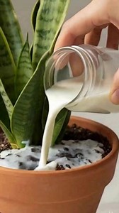 How to make your Sansevieria plant (snake plant) bloom using a natural liquid fertilizer | Grandma’s Recipes & Hacks