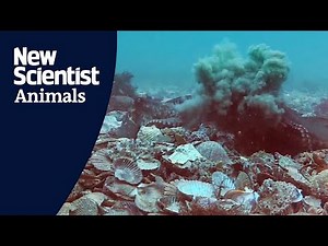 Female octopuses intentionally throw debris at harassing males