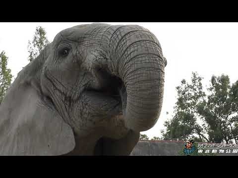 Elephant Munching Ice Cream at Tobu Zoo