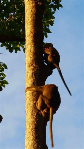 Amazing How Monkeys Climbing Tree