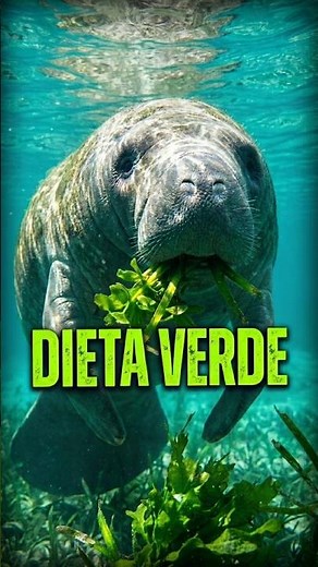 What does the manatee eat every day? 🥬🌊